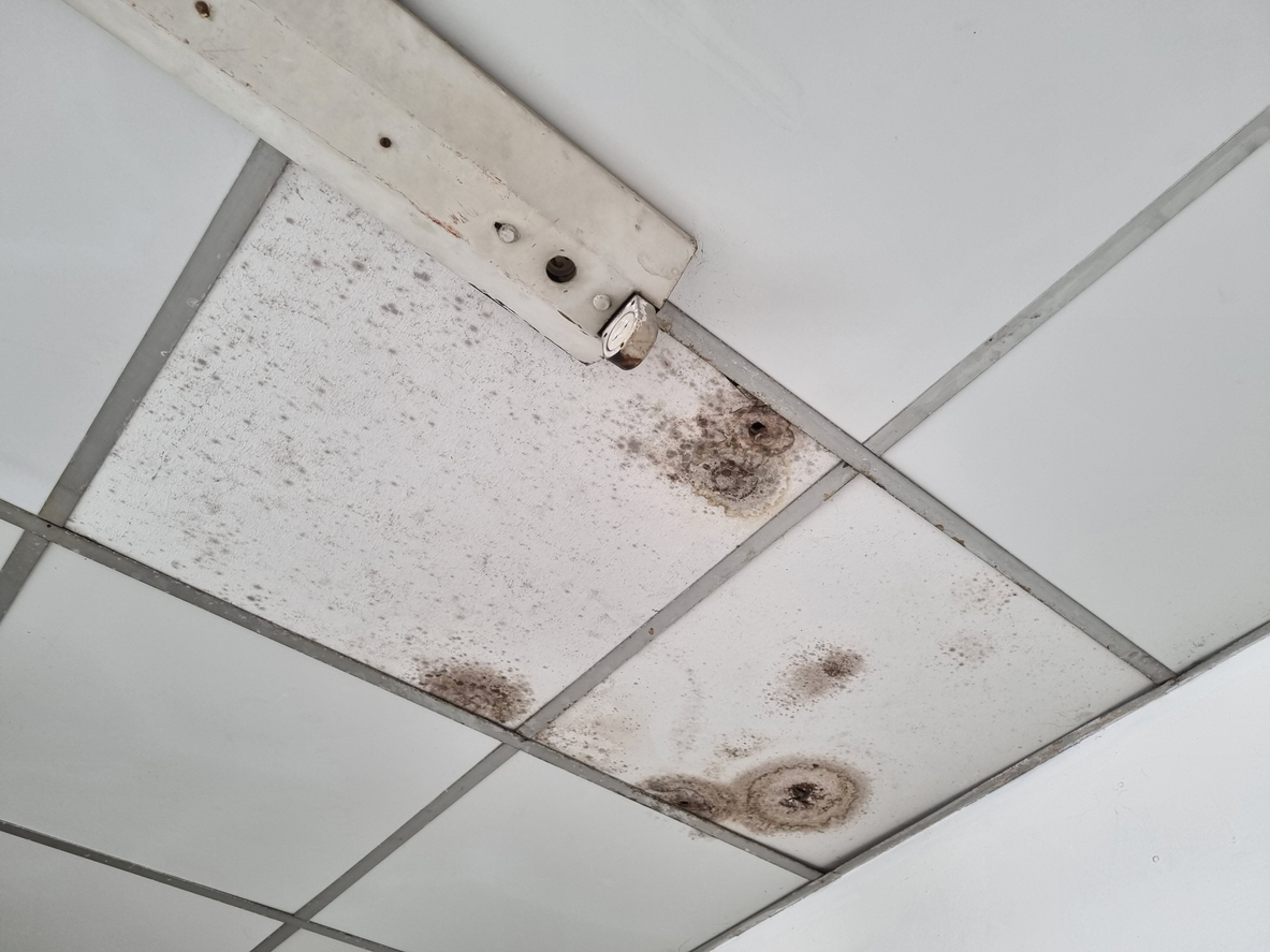 Two tiles of the white ceilings are damaged by the black molds.